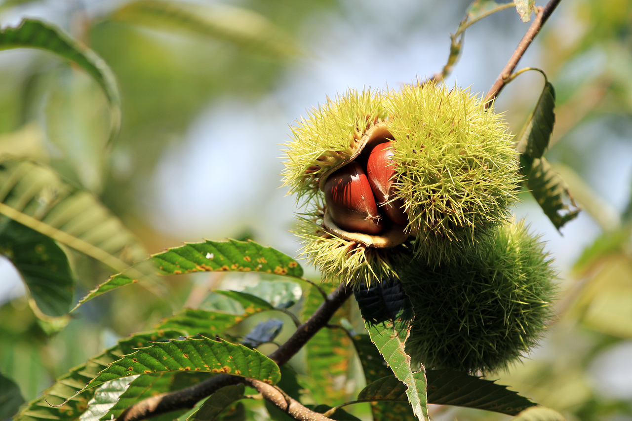Gongju chestnuts (Jeongan bam)