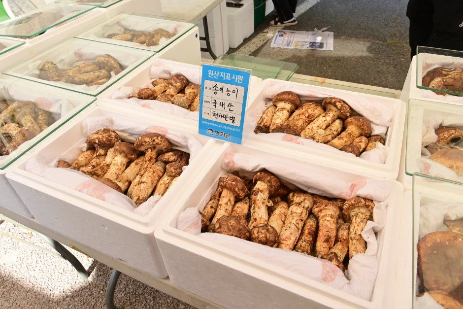 Bonghwa Pine Mushroom Festival — official photograph 1