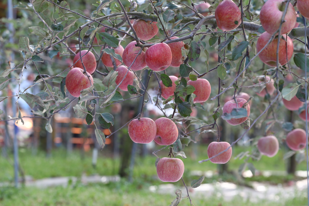 Cheongsong apples