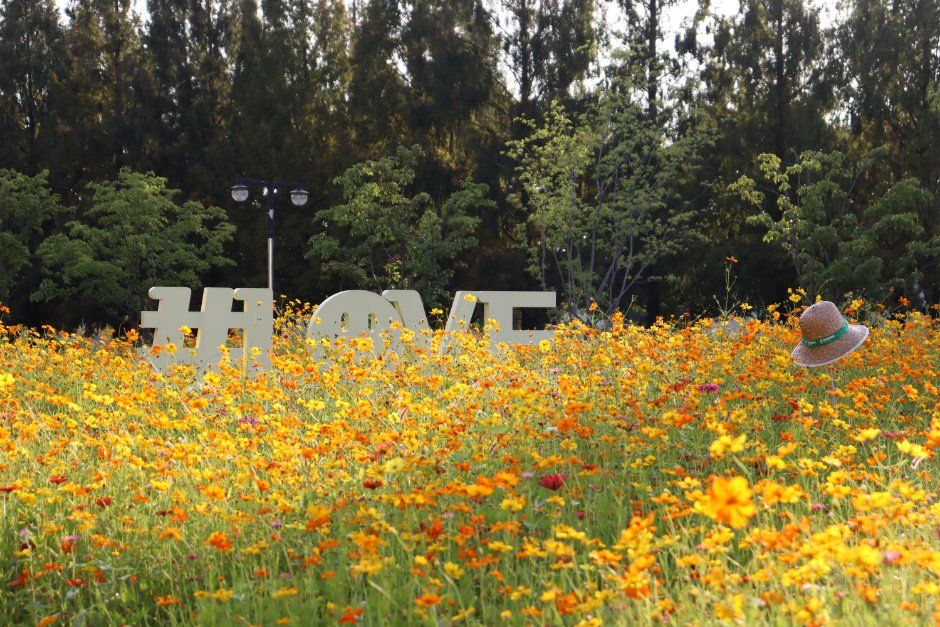 Goyang Autumn Flower Festival — official photograph 1