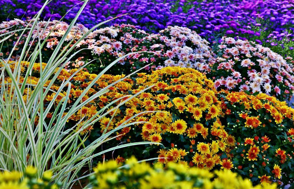Goyang Autumn Flower Festival — official photograph 2
