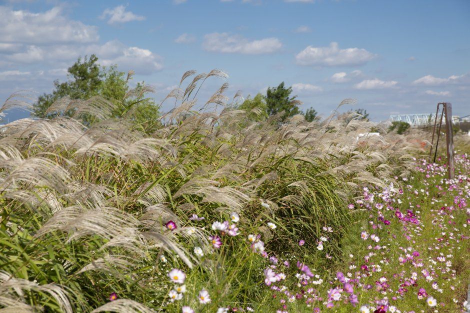 Gwangju Seochang Silver Grass Festival — official photograph 1