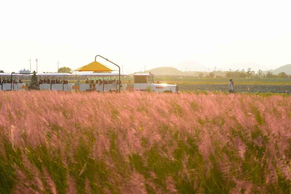 Jangseong Hwangryonggang Autumn Flower Festival — official photograph 4