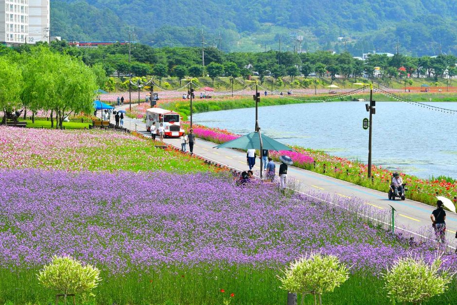 Jangseong Hwangryonggang Autumn Flower Festival — official photograph 5