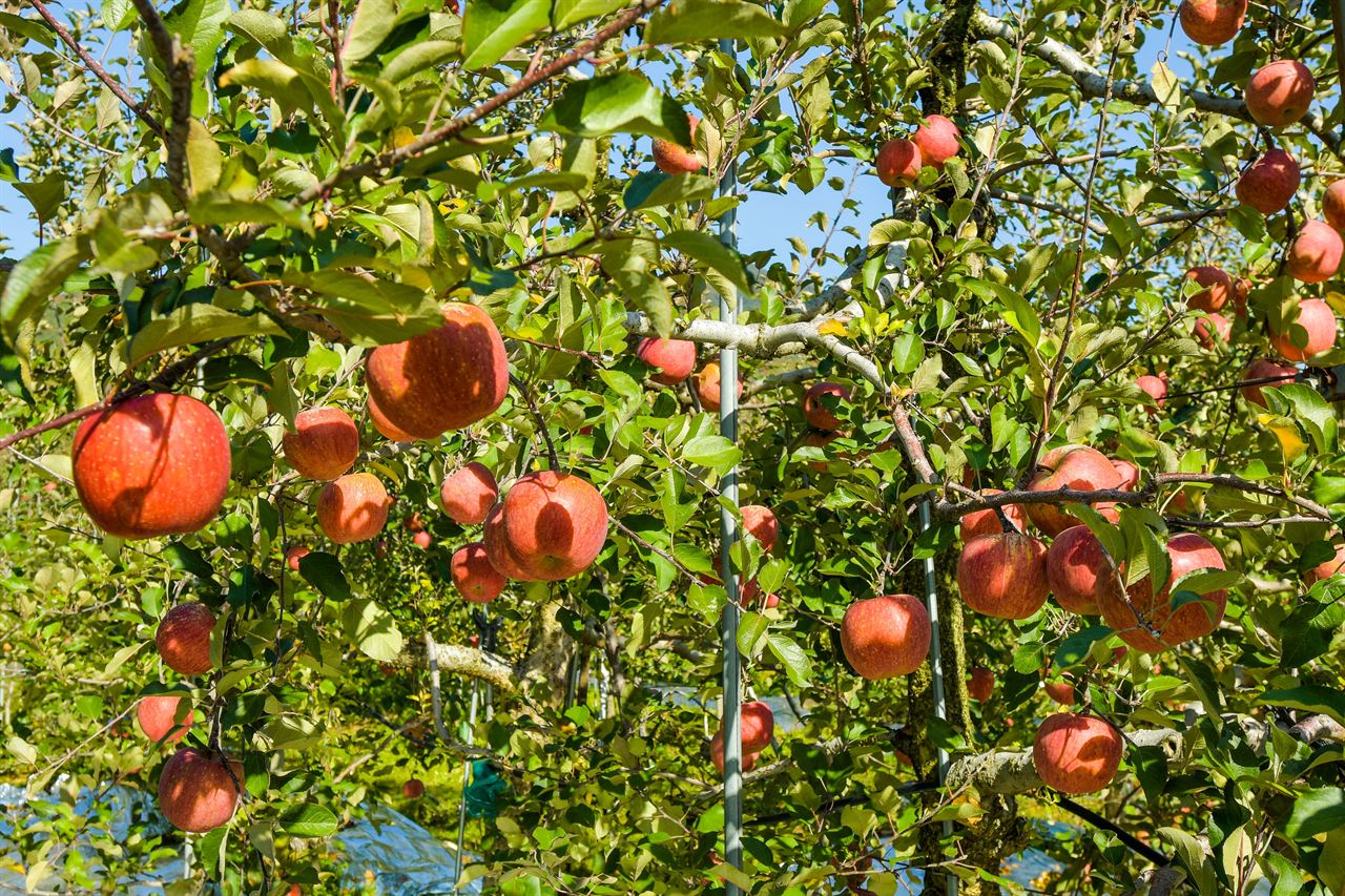 Jangseong apple