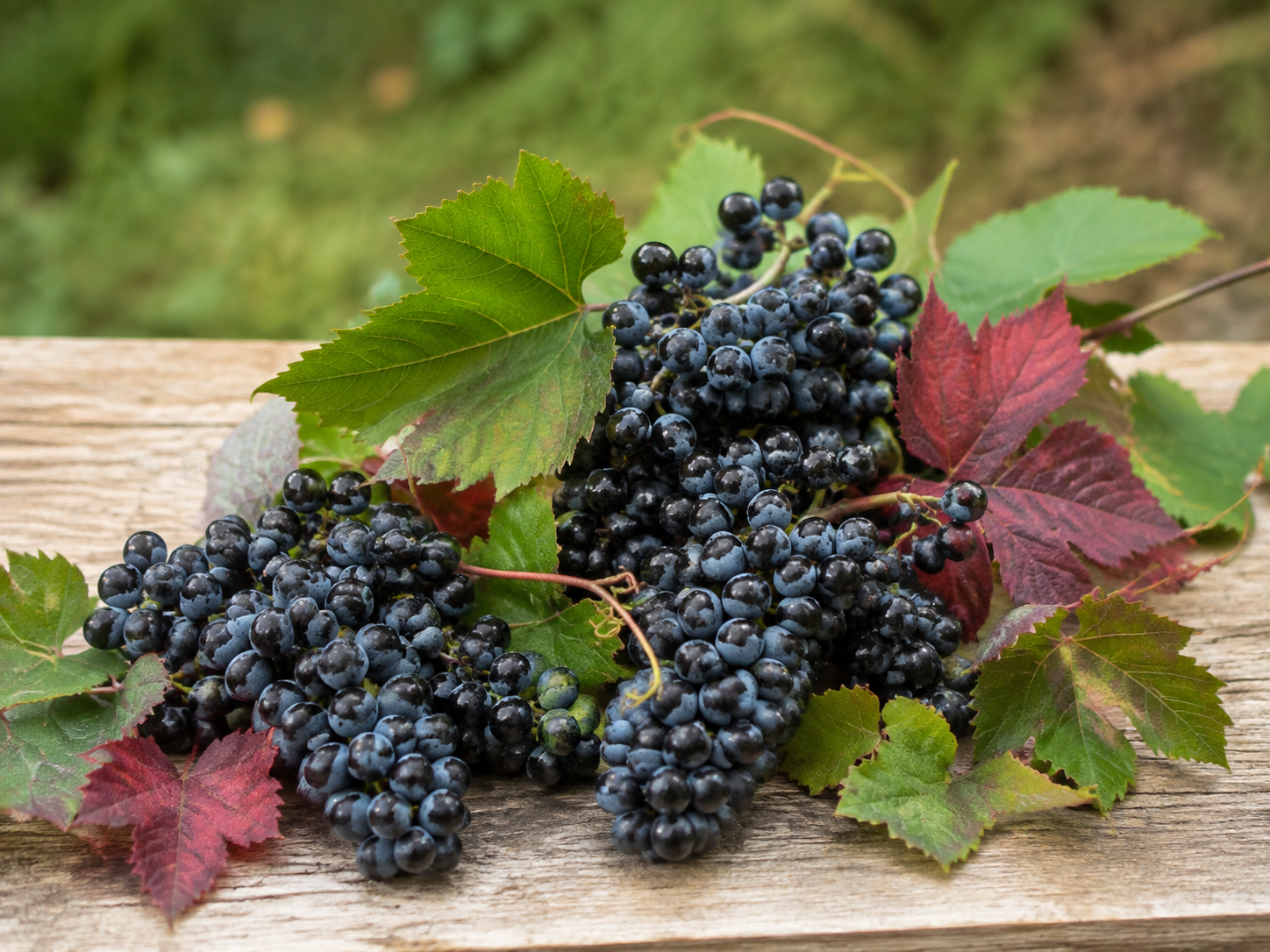 Muju mountain grapes