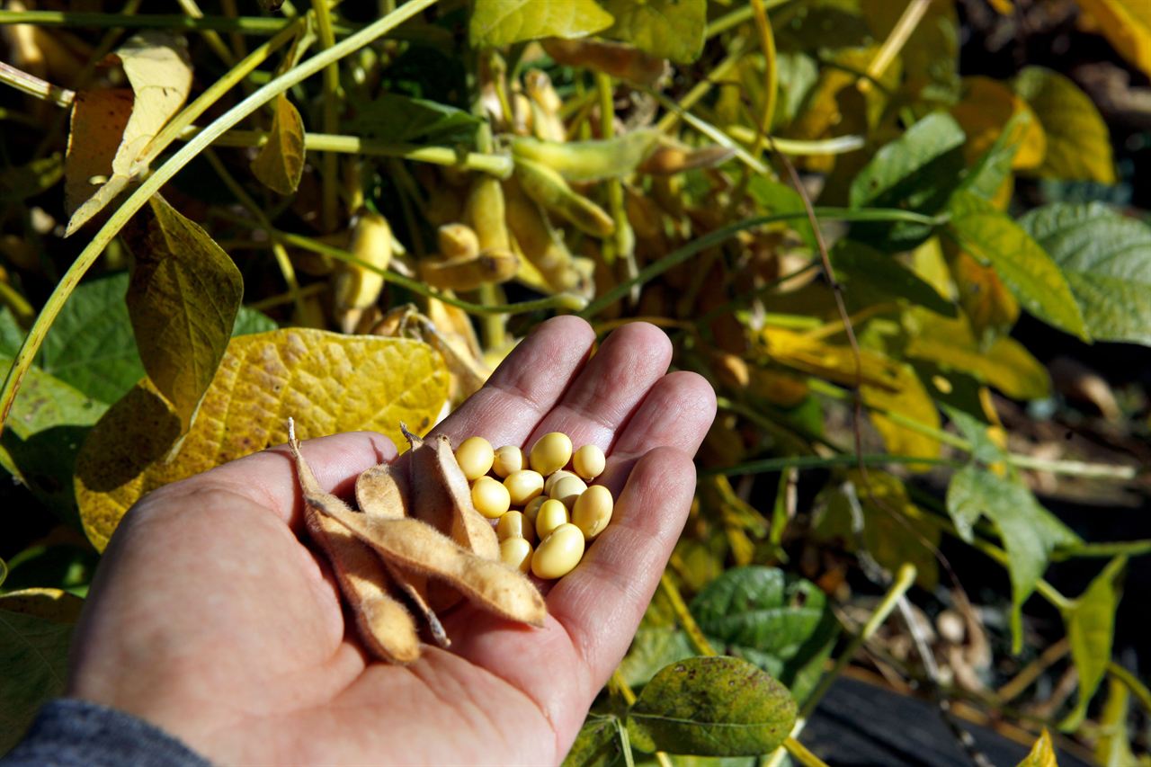 Jangdan soybeans