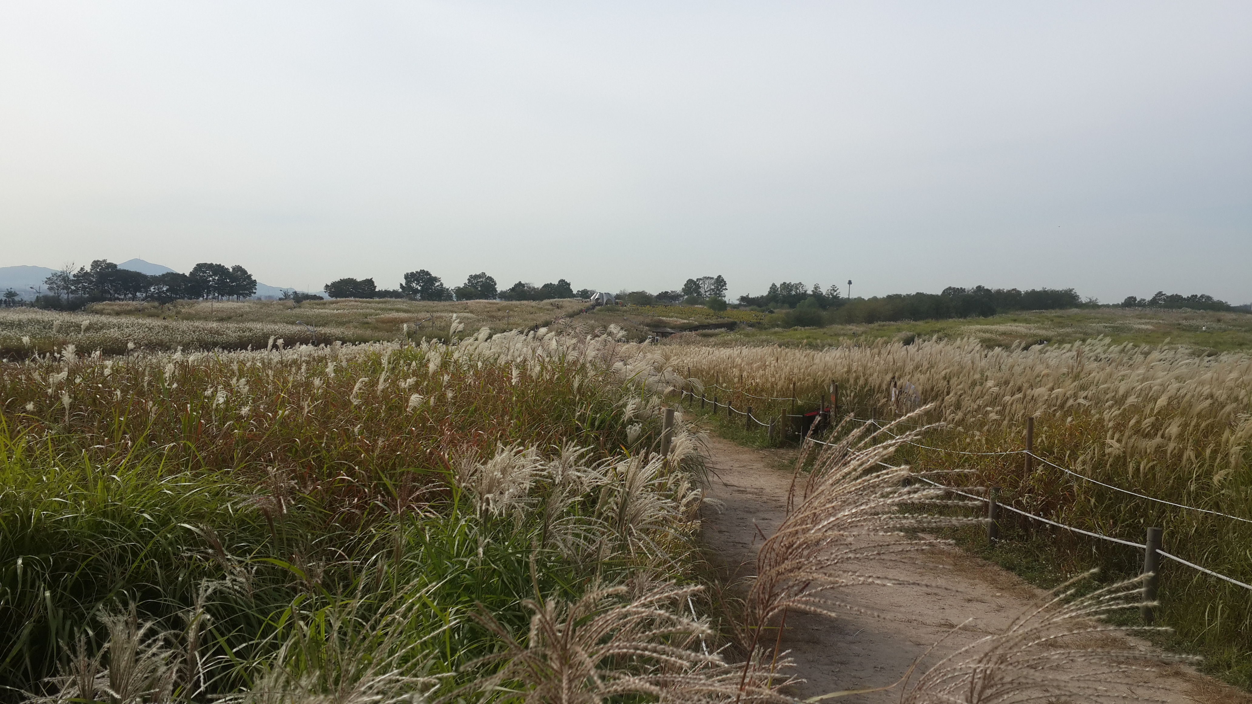 Seoul Silver Grass Festival — official photograph 4