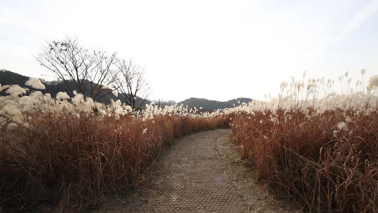 Ulsan Taehwagang National Garden Autumn Festival festival