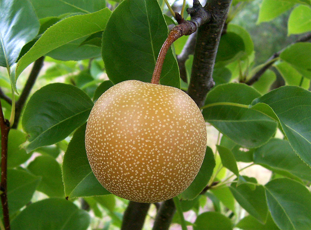 Ulju (Seosaeng) pear