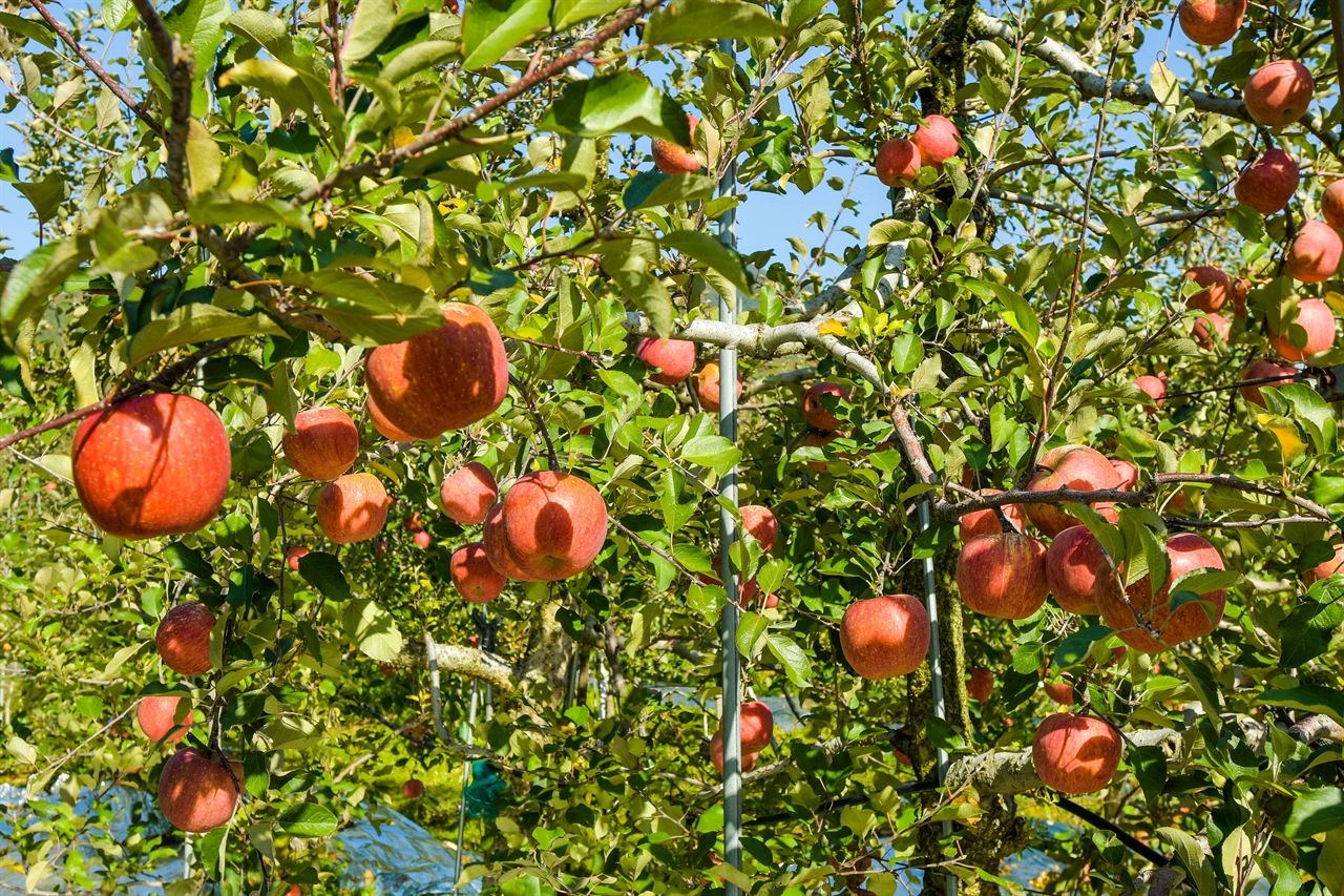Chungju apple