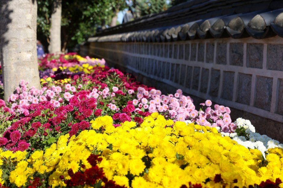 Wolchulsan Chrysanthemum Festival — official photograph 2