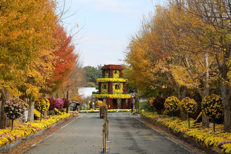 Wolchulsan Chrysanthemum Festival — official photograph 3