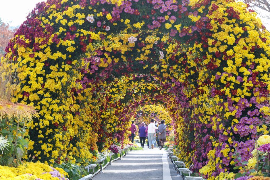 Wolchulsan Chrysanthemum Festival — official photograph 4