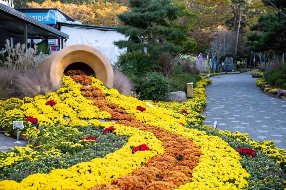 Wolchulsan Chrysanthemum Festival — official photograph 5